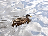 Looking for L'Orange